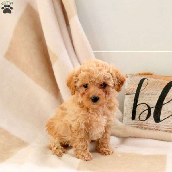 Ellen, Bich-Poo Puppy