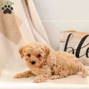 Ellen, Bich-Poo Puppy