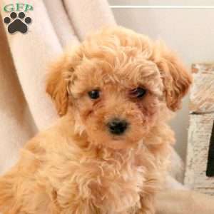 Ellen, Bich-Poo Puppy