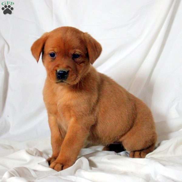 Ellie, Fox Red Labrador Retriever Puppy