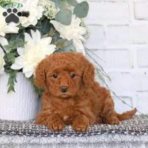 Ellie, Mini Goldendoodle Puppy