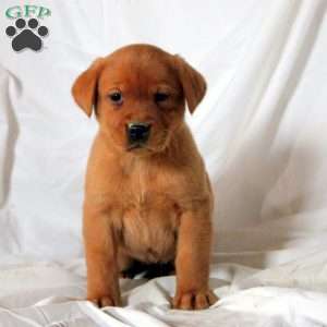 Ellie, Fox Red Labrador Retriever Puppy