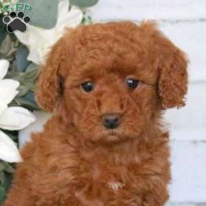 Ellie, Mini Goldendoodle Puppy