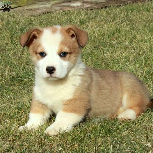 Ellis, Pembroke Welsh Corgi Puppy
