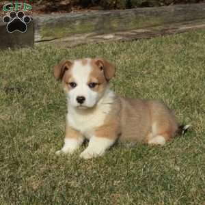Ellis, Pembroke Welsh Corgi Puppy
