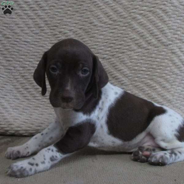Ellis, German Shorthaired Pointer Puppy