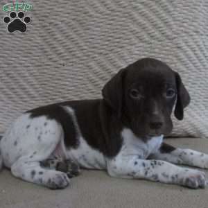 Ellis, German Shorthaired Pointer Puppy