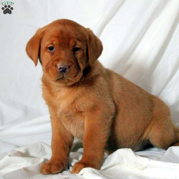 Eloise, Fox Red Labrador Retriever Puppy
