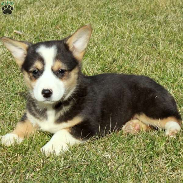 Eloise, Pembroke Welsh Corgi Puppy