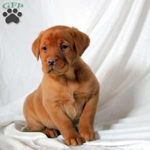 Eloise, Fox Red Labrador Retriever Puppy
