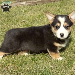 Eloise, Pembroke Welsh Corgi Puppy