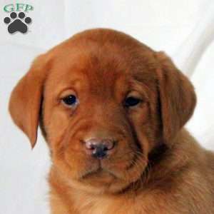 Eloise, Fox Red Labrador Retriever Puppy