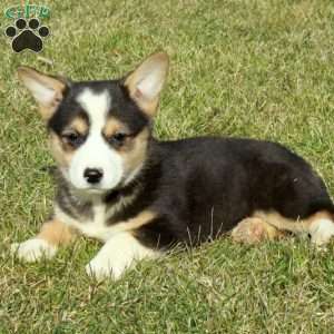 Eloise, Pembroke Welsh Corgi Puppy