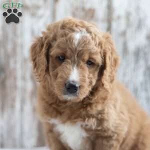 Elsa, Mini Goldendoodle Puppy
