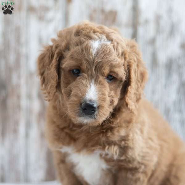 Elsa, Cavapoo Puppy