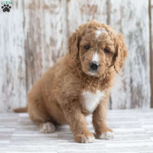 Elsa, Mini Goldendoodle Puppy