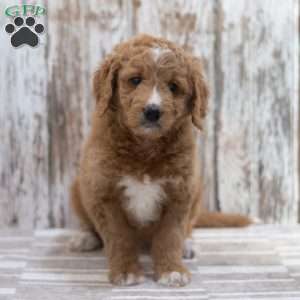 Elsa, Mini Goldendoodle Puppy