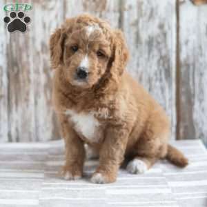 Elsa, Mini Goldendoodle Puppy