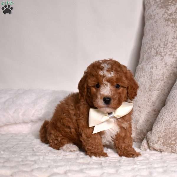 Elvis, Miniature Poodle Puppy
