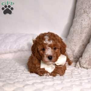 Elvis, Miniature Poodle Puppy