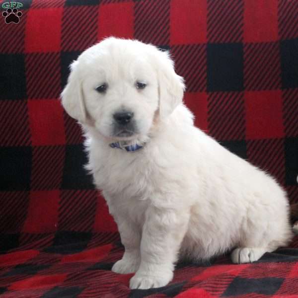 Emery, English Cream Golden Retriever Puppy
