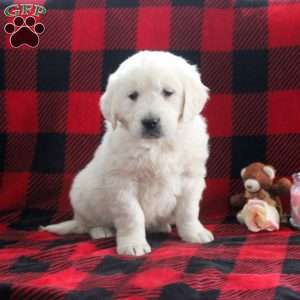 Emery, English Cream Golden Retriever Puppy