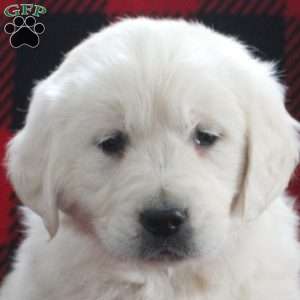 Emery, English Cream Golden Retriever Puppy