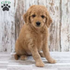 Emily, Mini Goldendoodle Puppy