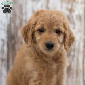 Emily, Mini Goldendoodle Puppy