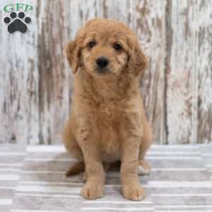Emily, Mini Goldendoodle Puppy