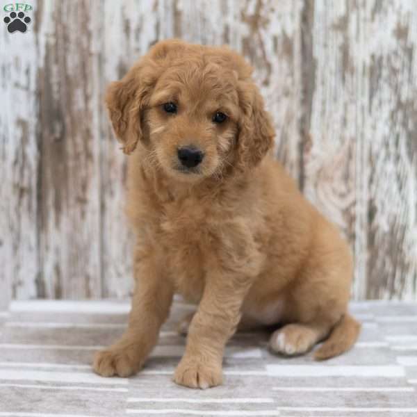 Emily, Mini Goldendoodle Puppy