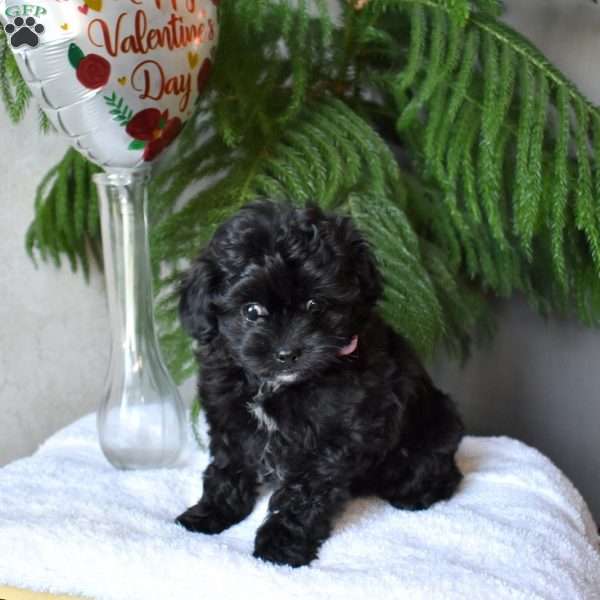 Emily, Shih-Poo Puppy
