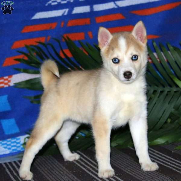 Emily, Pomsky Puppy