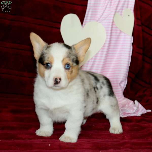 Emily, Pembroke Welsh Corgi Puppy