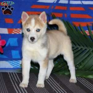 Emily, Pomsky Puppy