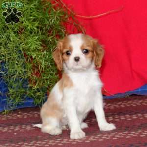 Emily, Cavalier King Charles Spaniel Puppy