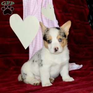 Emily, Pembroke Welsh Corgi Puppy