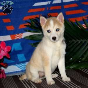 Emily, Pomsky Puppy