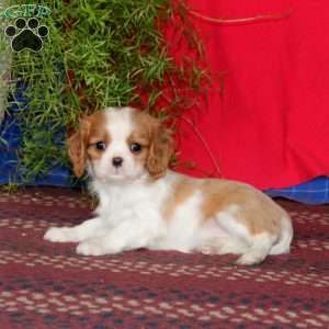 Emily, Cavalier King Charles Spaniel Puppy