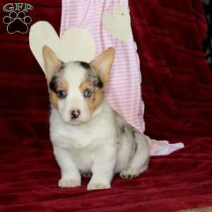 Emily, Pembroke Welsh Corgi Puppy