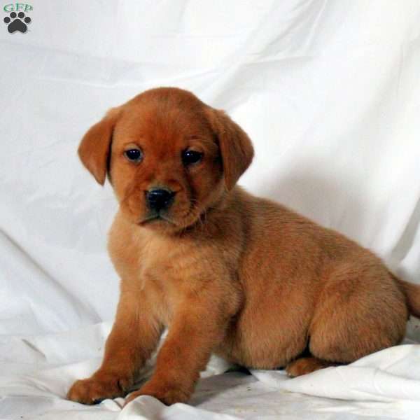 Emma, Fox Red Labrador Retriever Puppy