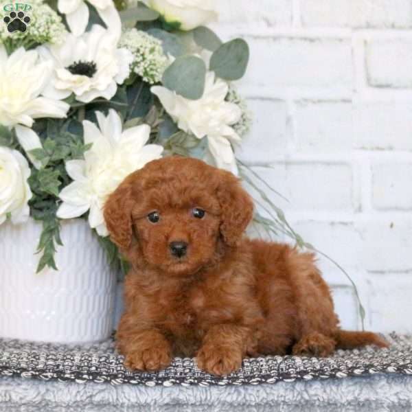 Emma, Mini Goldendoodle Puppy