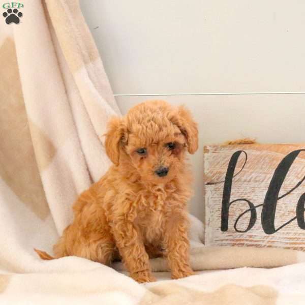 Emma, Bich-Poo Puppy