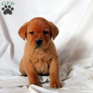 Emma, Fox Red Labrador Retriever Puppy