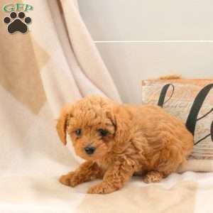 Emma, Bich-Poo Puppy