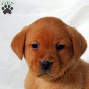 Emma, Fox Red Labrador Retriever Puppy