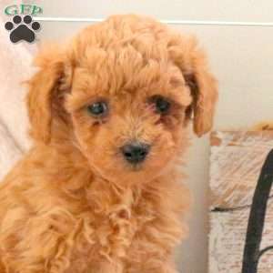 Emma, Bich-Poo Puppy