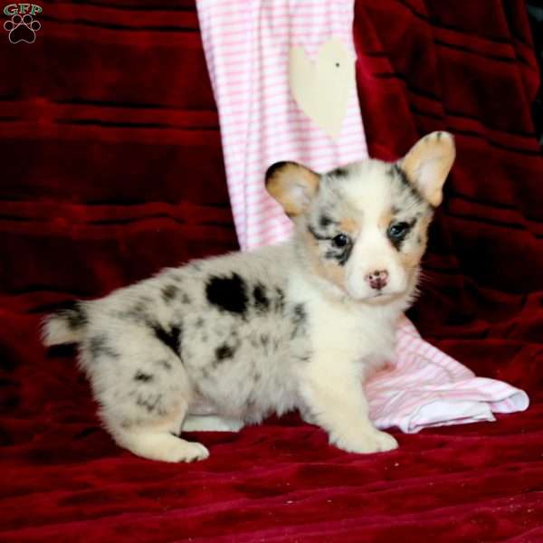 Emma, Pembroke Welsh Corgi Puppy