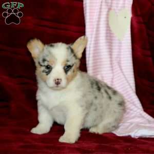 Emma, Pembroke Welsh Corgi Puppy