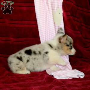 Emma, Pembroke Welsh Corgi Puppy